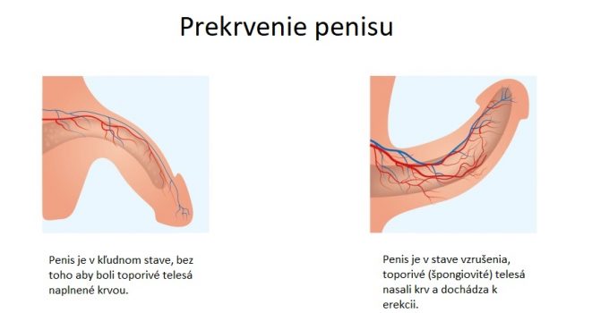 Ako zvýšiť prietok krvi do penisu?